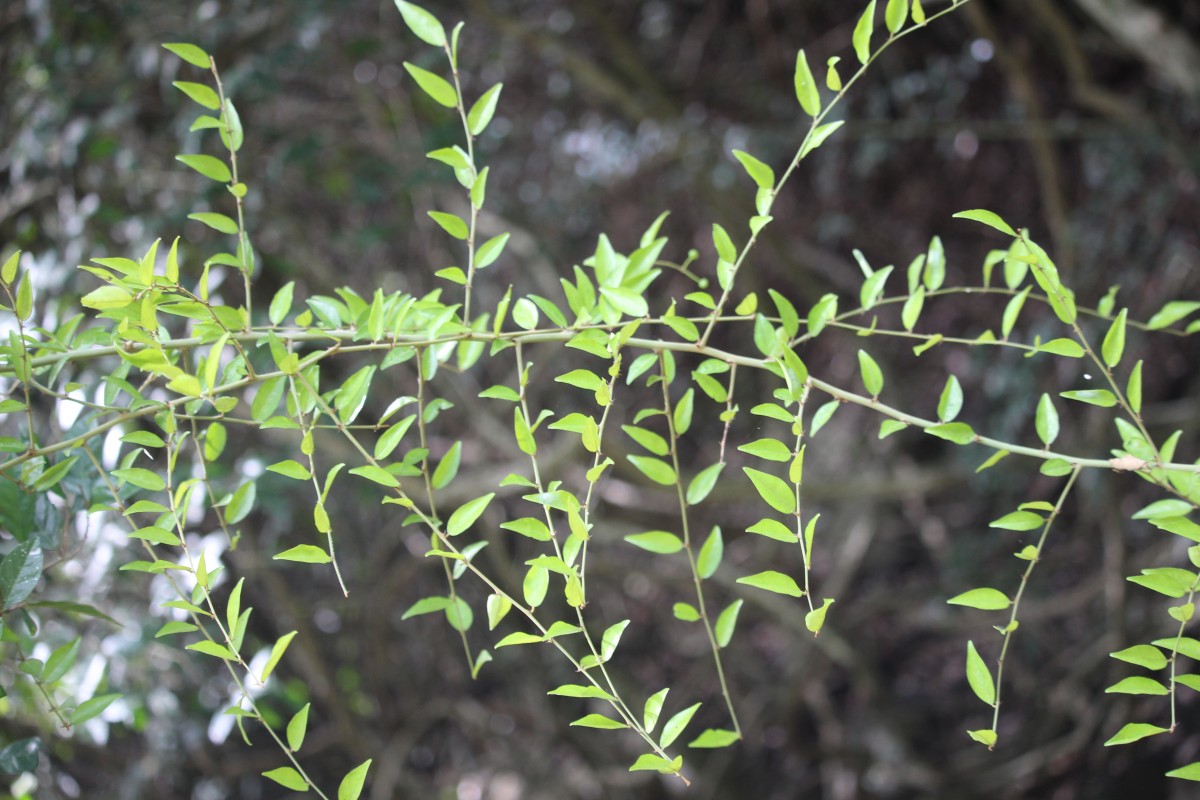 Capparis sepiaria L.